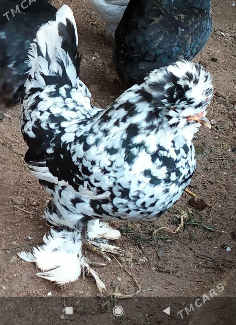 karlik - Çärjew - img 1