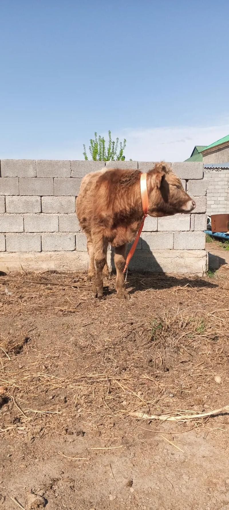 Öküz - Gökdepe - img 1