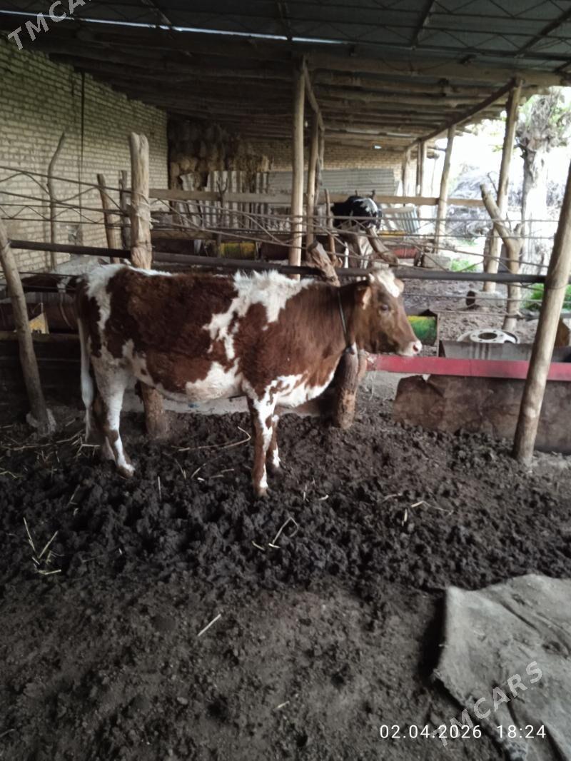 Gunajyn - Сакар - img 1