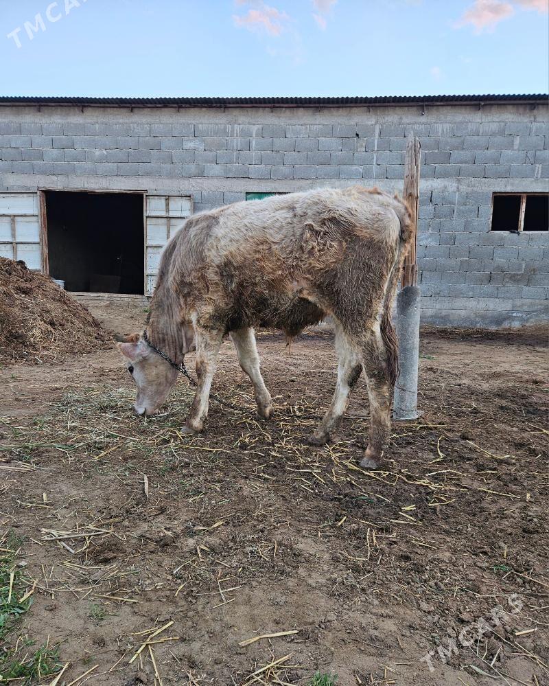 OKUZ - Gökdepe - img 1