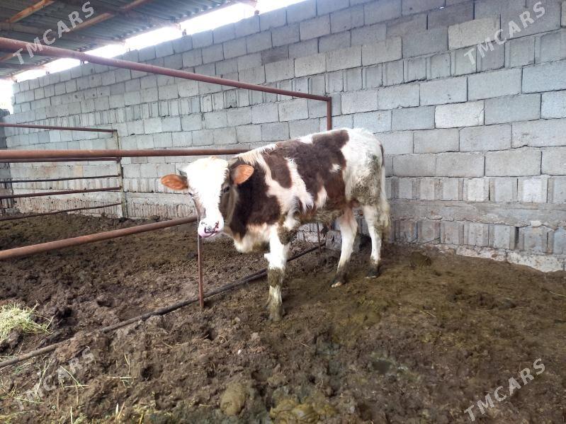 Öküz - Aşgabat - img 1