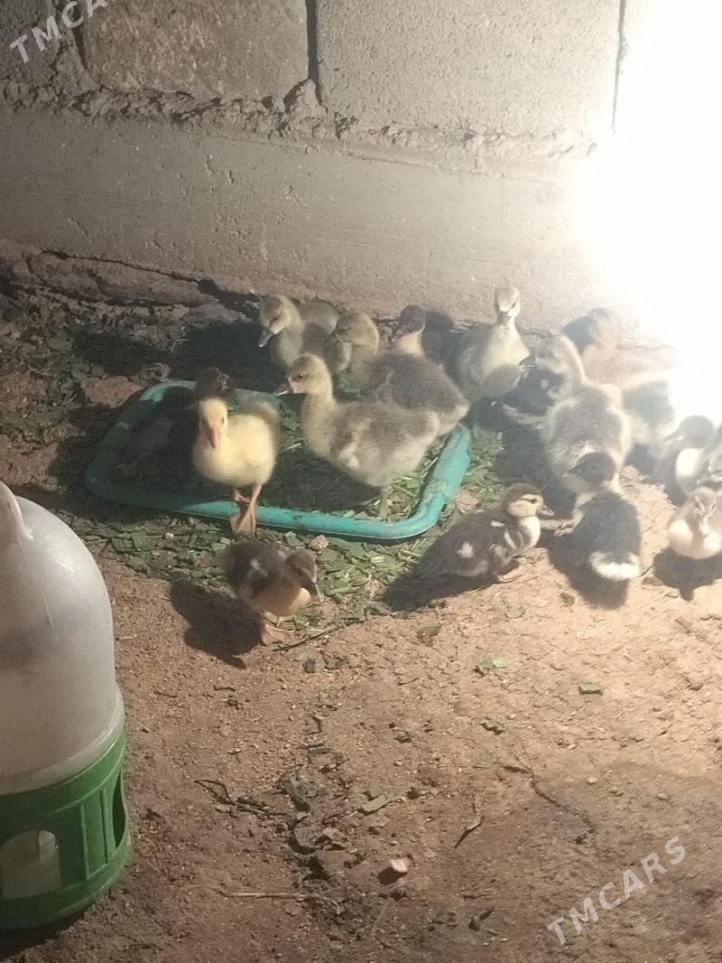 OrdekOrdekOrdek - Балканабат - img 1