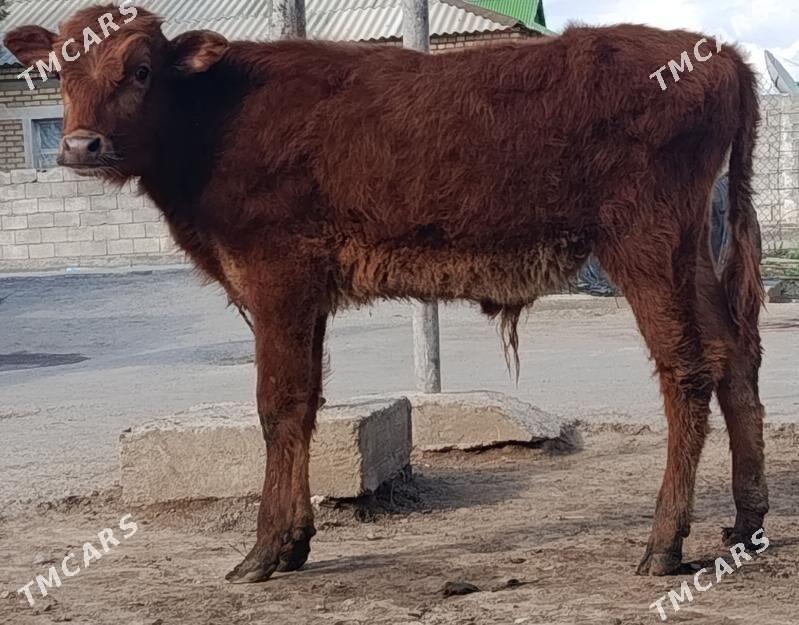 öküz - Büzmeýin - img 1