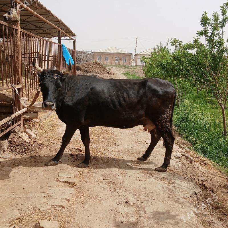 bakylan sygyr - Baýramaly - img 1