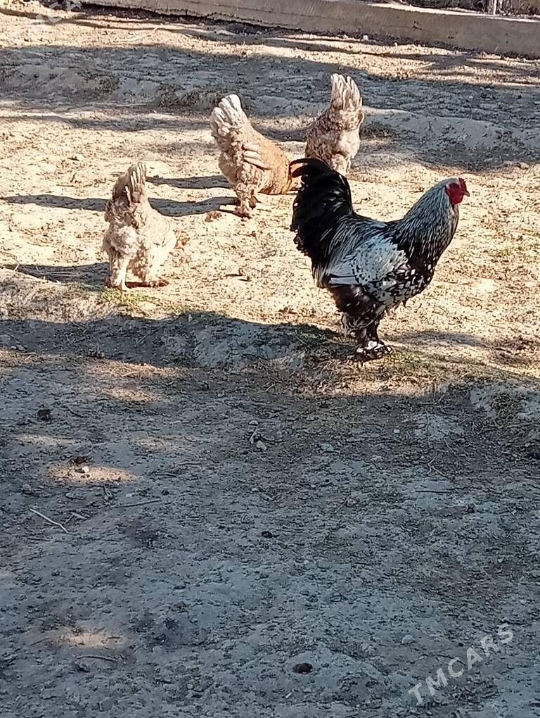 Bramalar - Гызыларбат - img 1