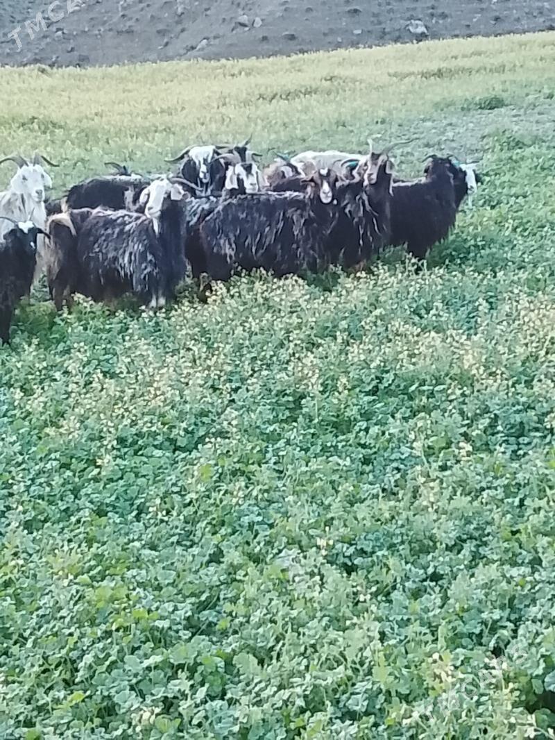 geci - Гызыларбат - img 1