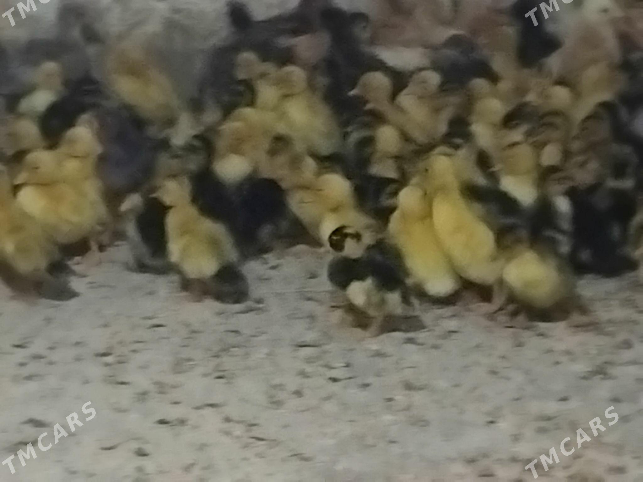 ordek juje - Gökdepe - img 1