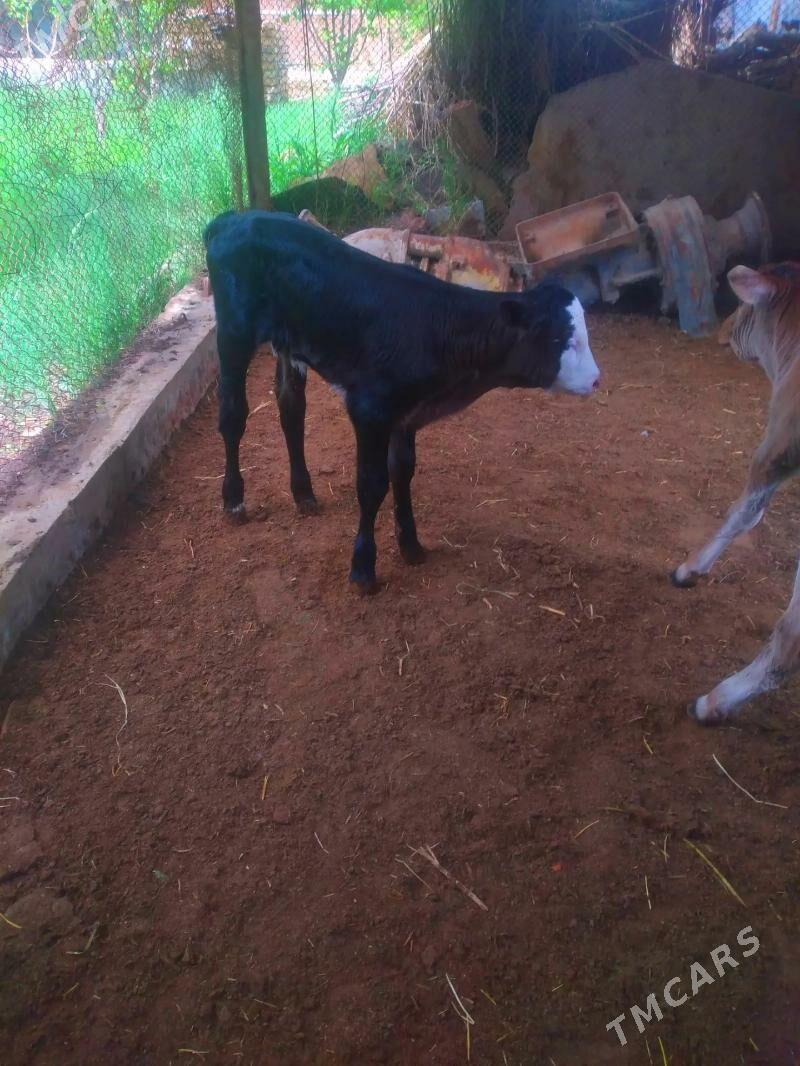 Göle gibirit goleler - Векильбазар - img 1