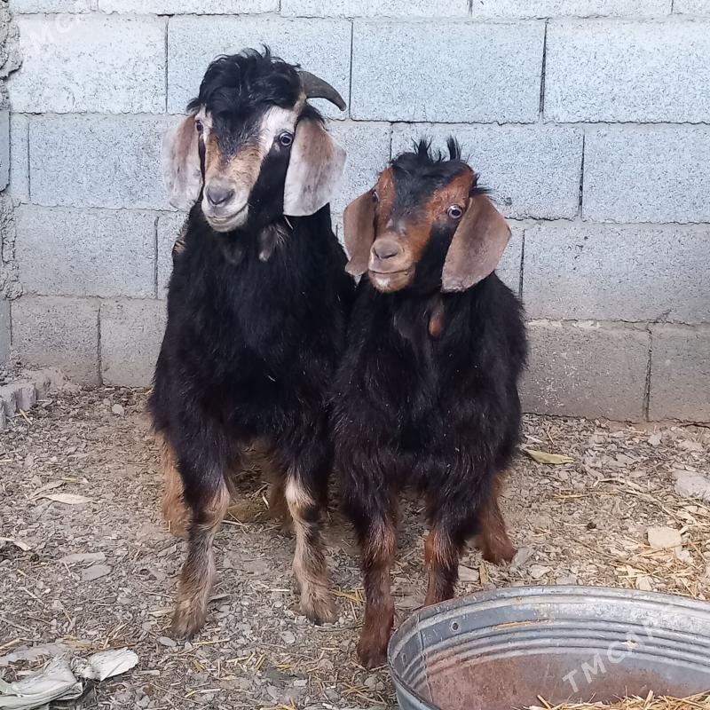 owlak - Bäherden - img 1