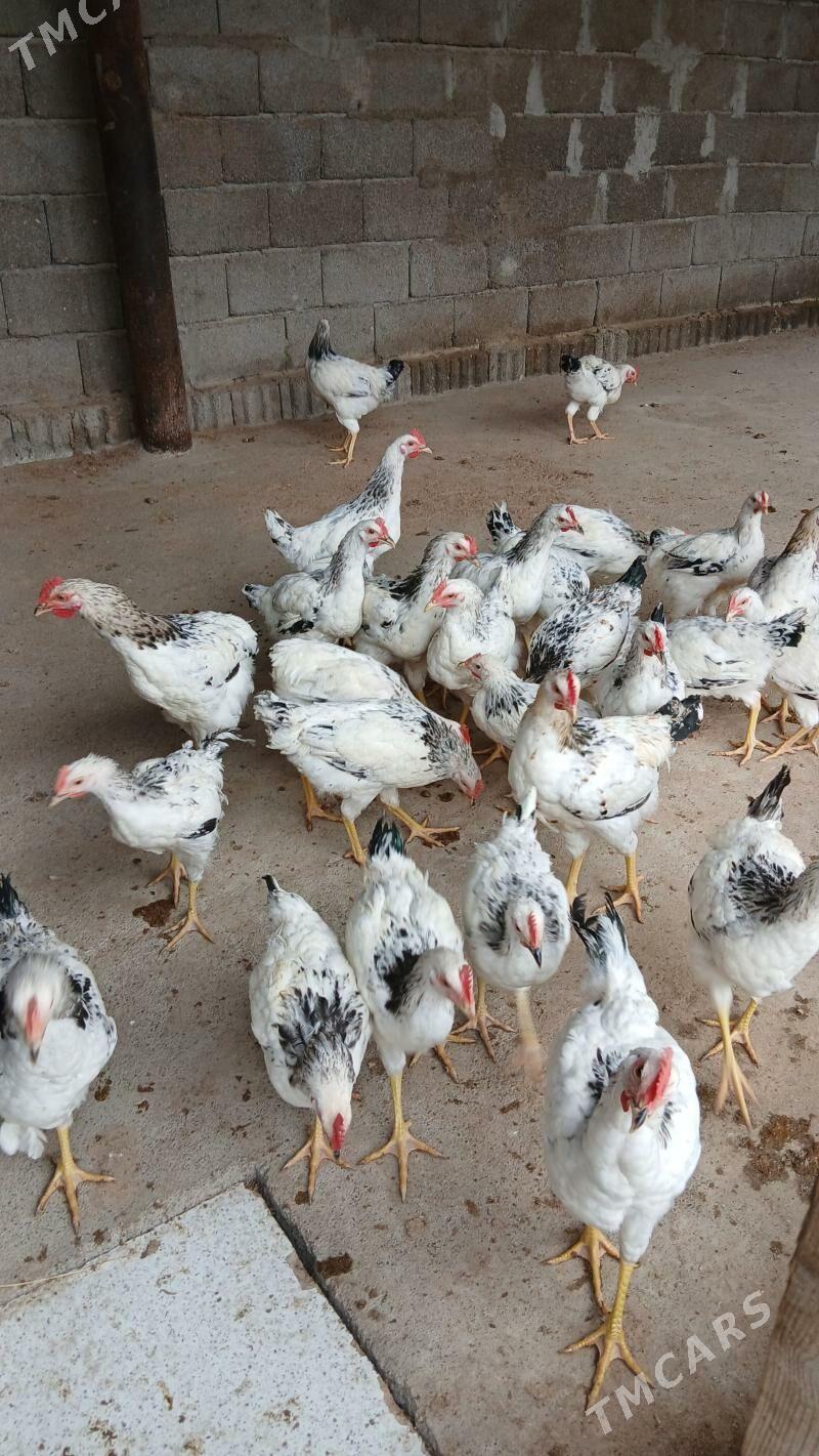 Towuk horaz - Gypjak - img 1