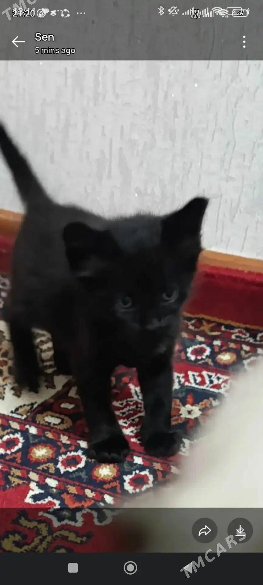 кошки - Мары - img 1