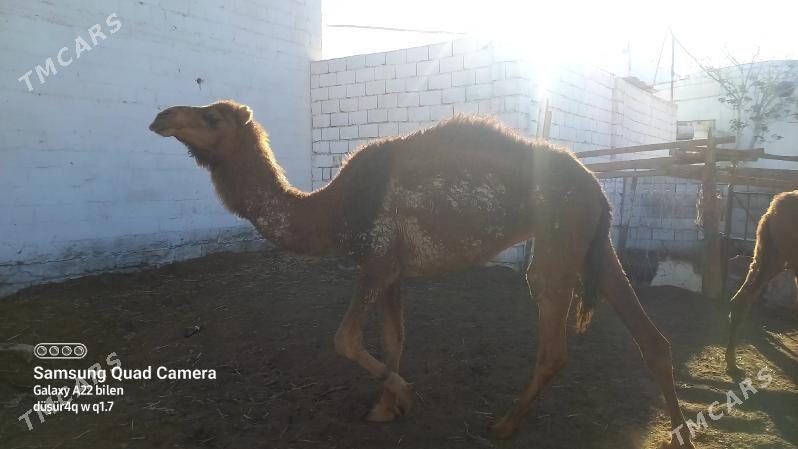 düýe - Balkanabat - img 1