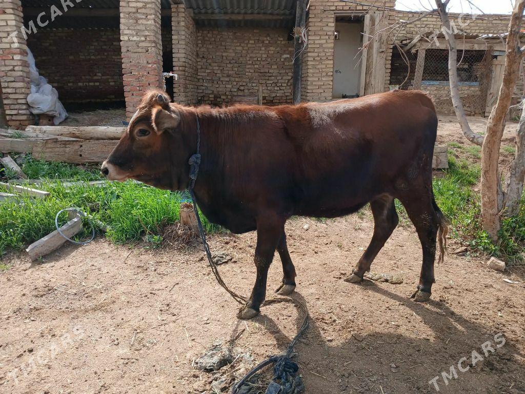 Tuwe - Кака - img 1