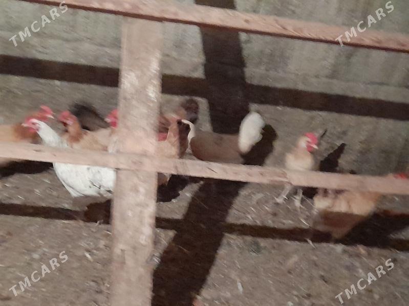 Towuk - Gökdepe - img 1