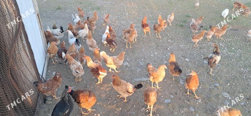 Towyk - Gyzylarbat - img 1