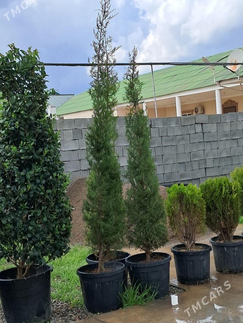 Kiparis Giparis Turk - Ашхабад - img 1