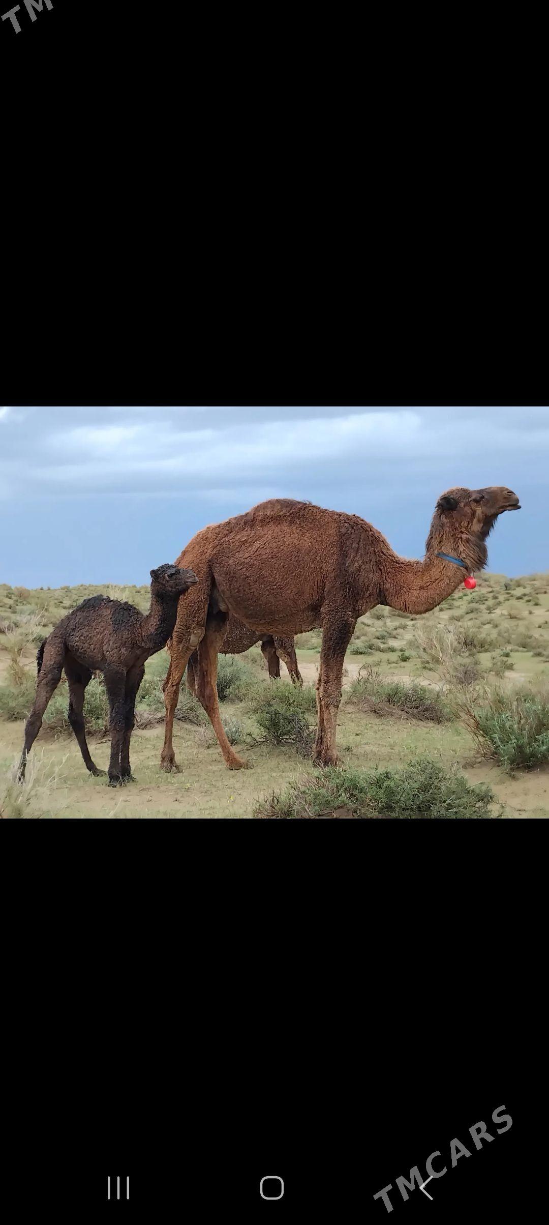 Duye kosekli - Берекет - img 1