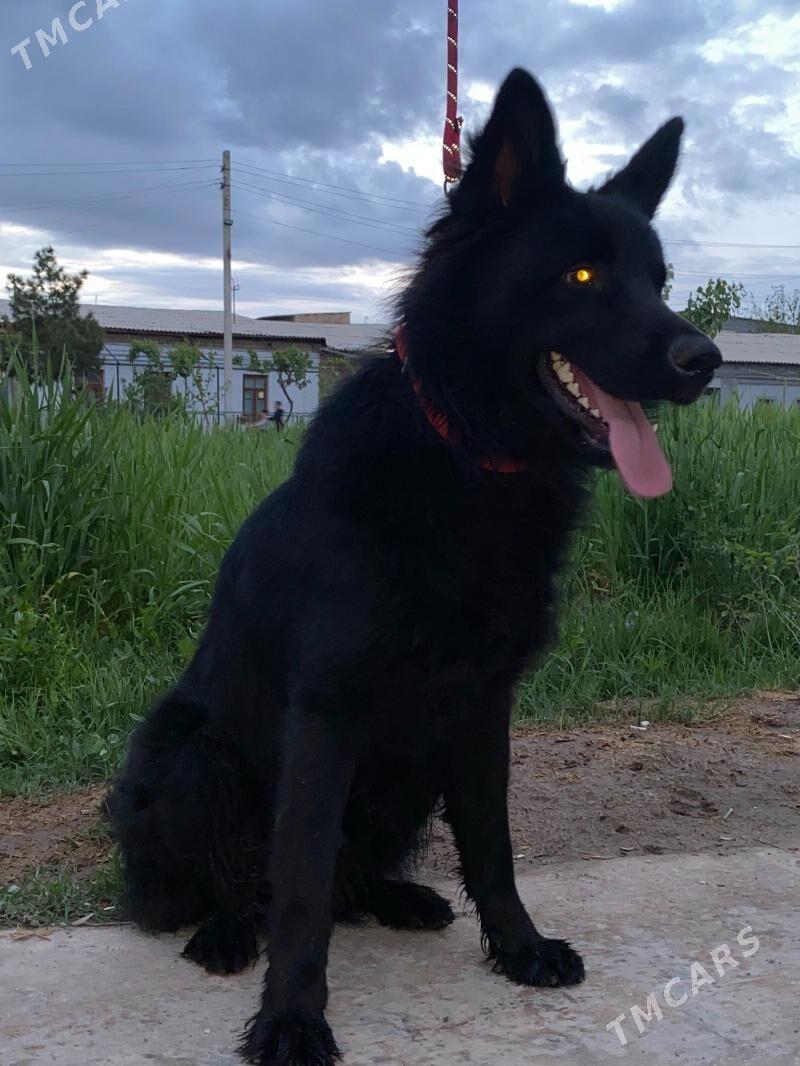 самец на вязку - Туркменабат - img 1