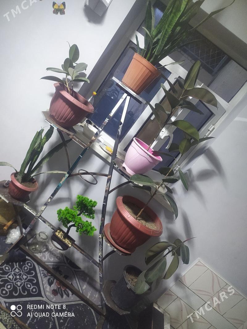 gül pastafkä - Дашогуз - img 1