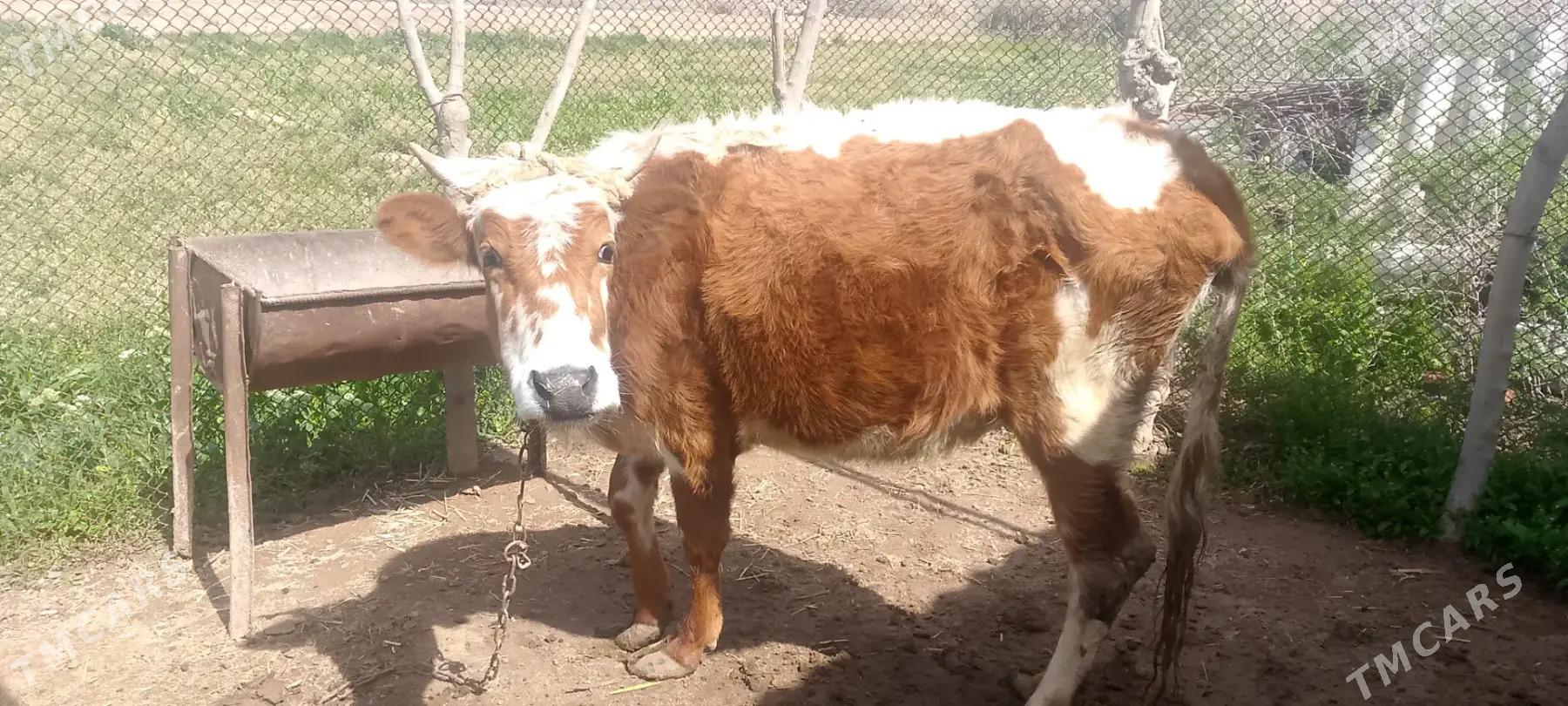 Sygyr - Байрамали - img 1