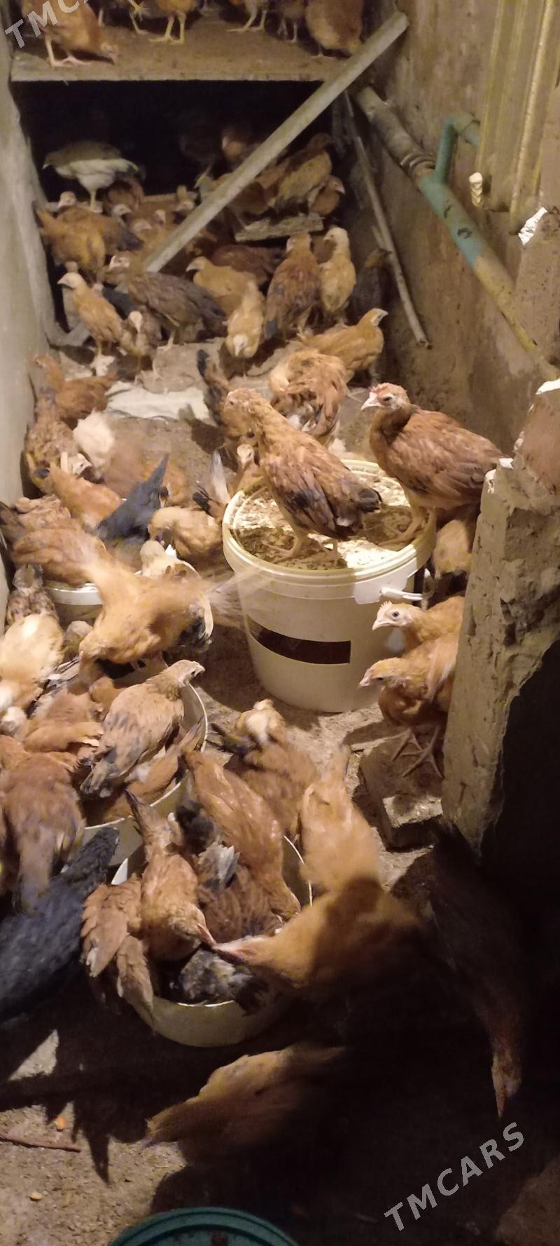 juje 2 ay 3 gun bolan - Aşgabat - img 1