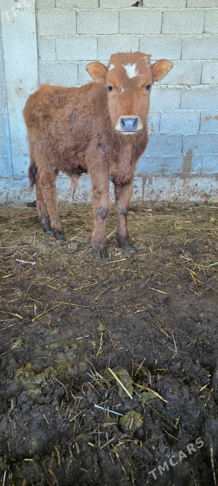 okuz - Gökdepe - img 1