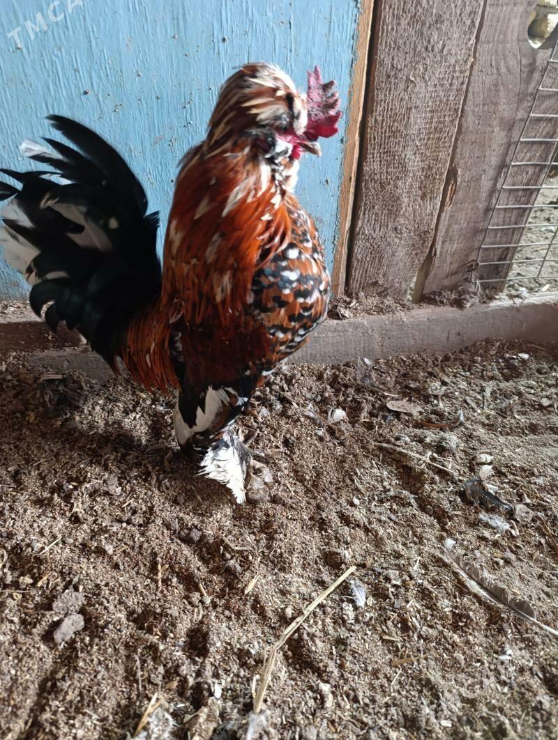 karlik - Türkmenabat - img 1