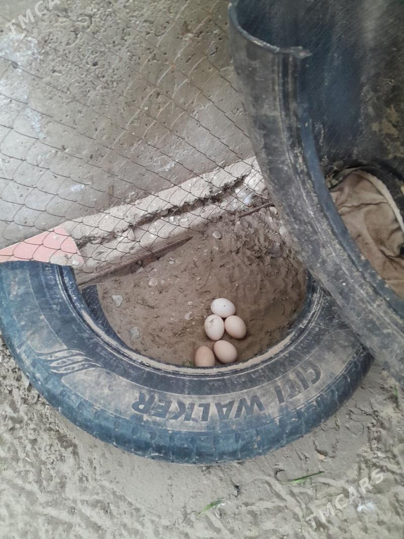 ÿumyrtga elyn - Балканабат - img 1