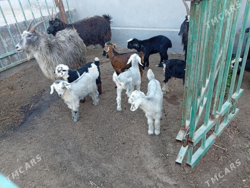 экиз авлаклы гечилер - Туркменбаши - img 1