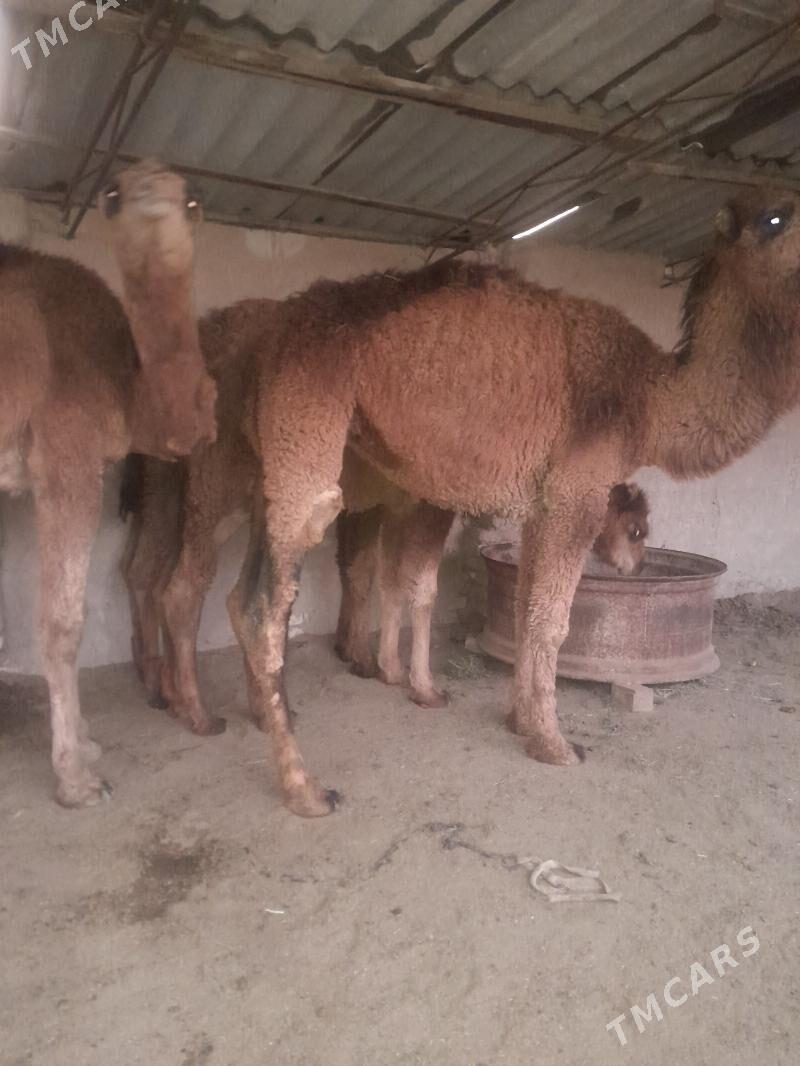 owşuk - Сакарчага - img 1