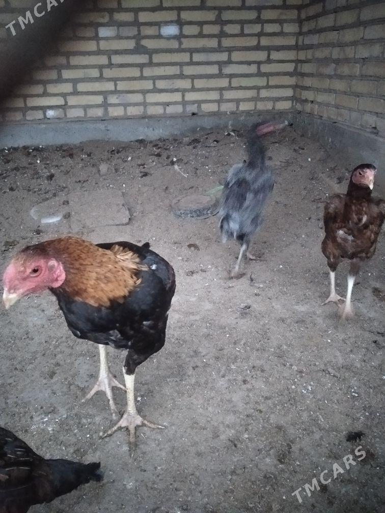 Horaz - Гарабекевюл - img 1