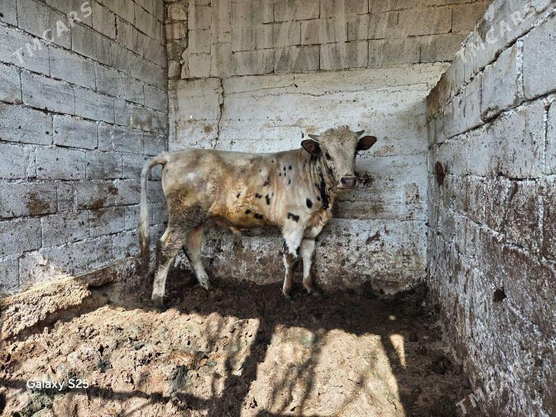 okuz gbrit - Aşgabat - img 1