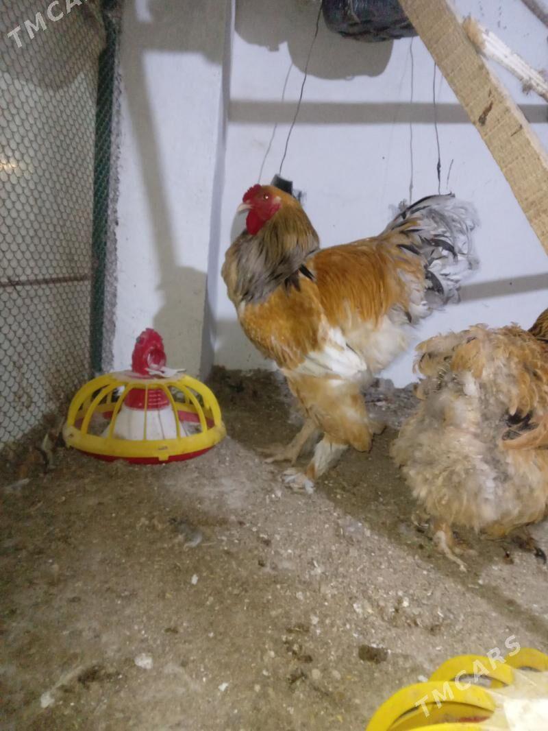 juje limon brama - Gyzylarbat - img 1