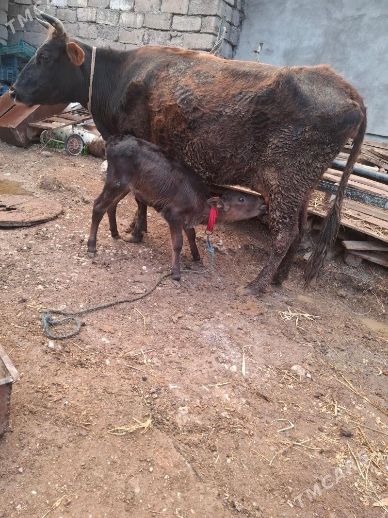 Sygyr goleli tohum - Ak bugdaý etraby - img 1
