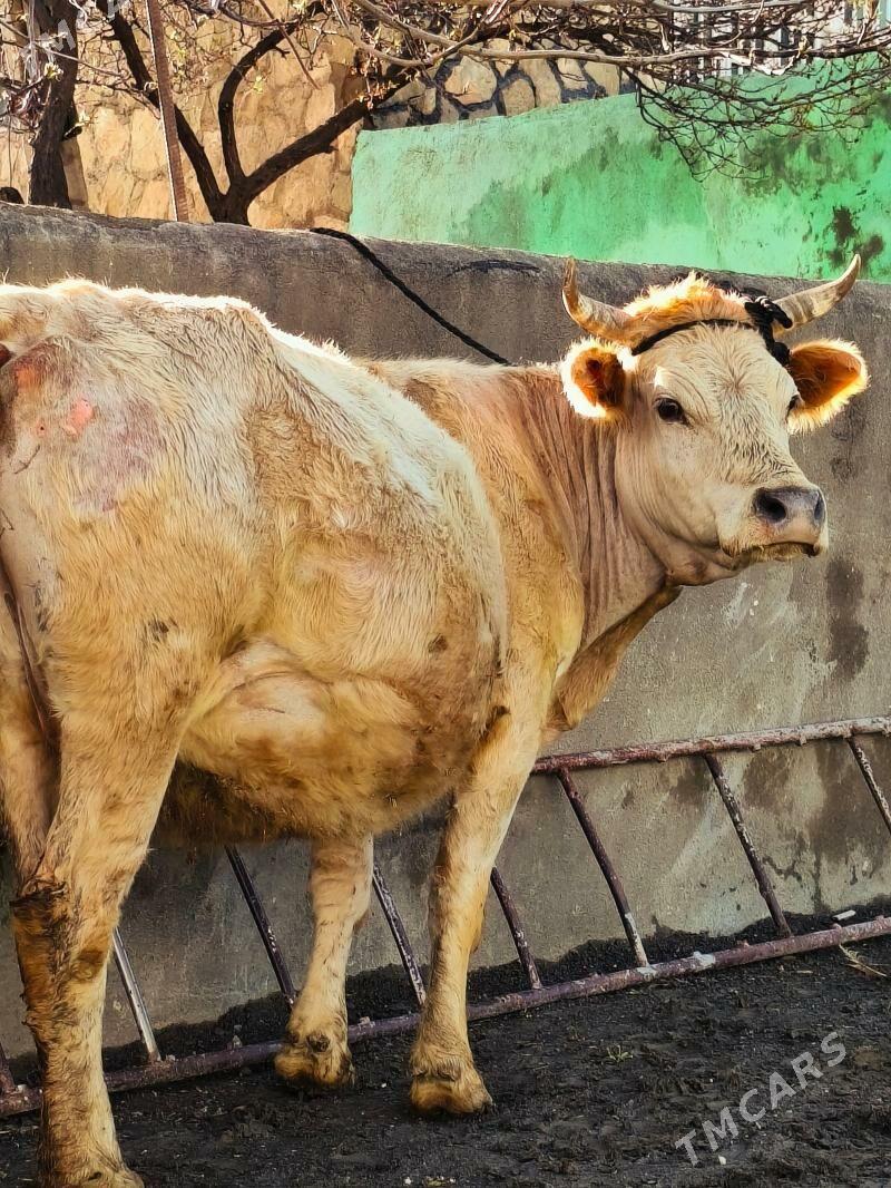 Tohum bogoz sygyr - Bäherden - img 1