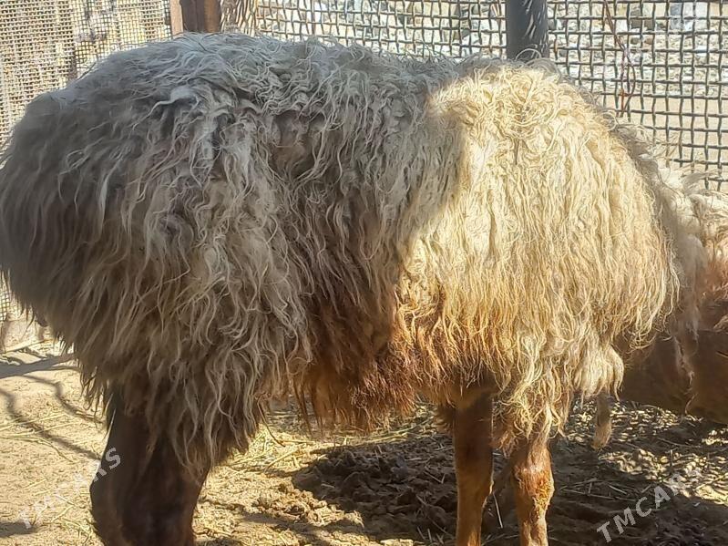 guzuly goyun - Gumdag - img 1