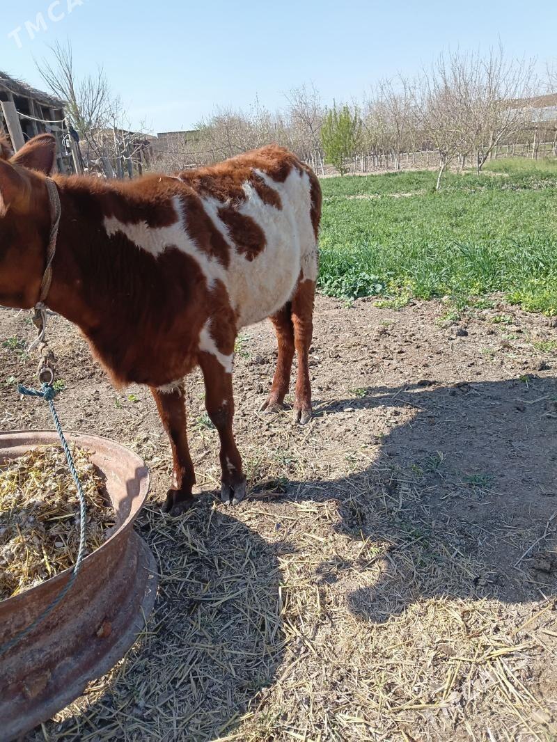 Mitis unajyn - Чарджоу - img 1