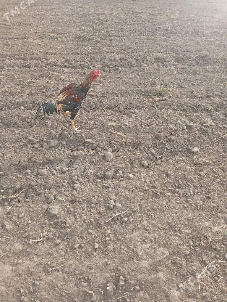 Horaz - Саят - img 1