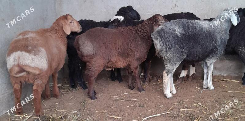 gosar goyun - Багир - img 1