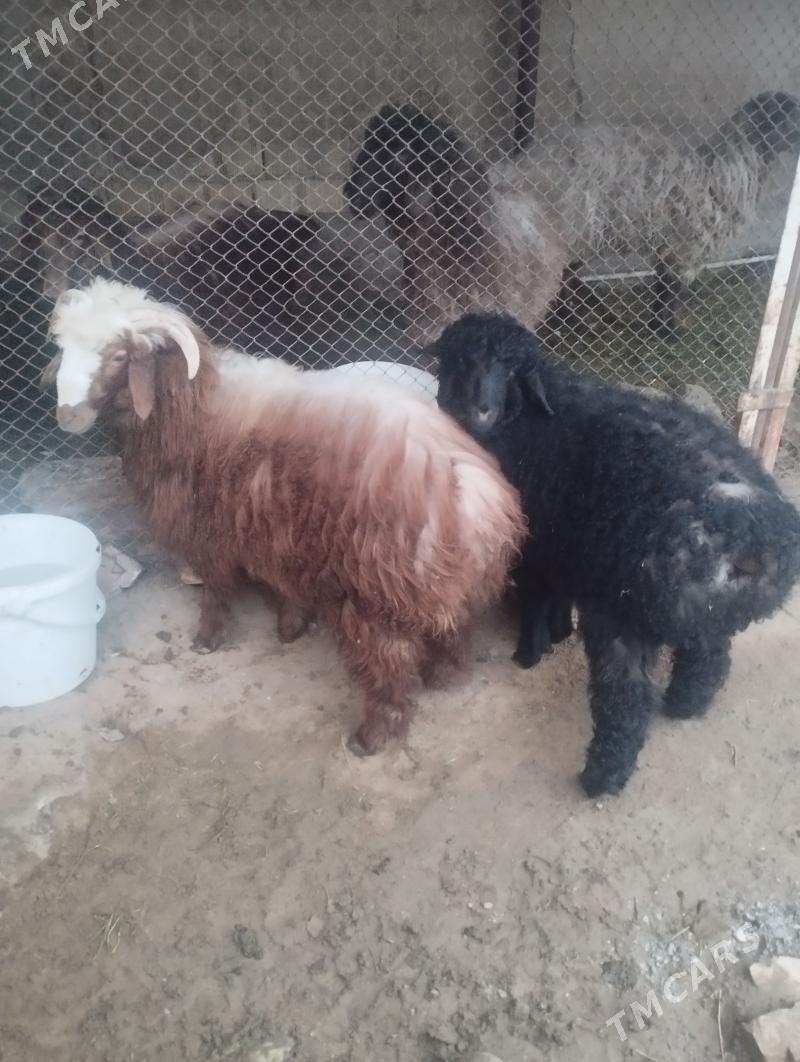 tokly - Ашхабад - img 1