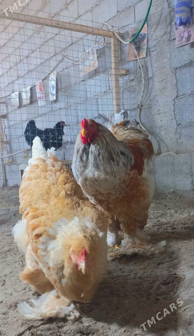 Brama lomon - Balkanabat - img 1