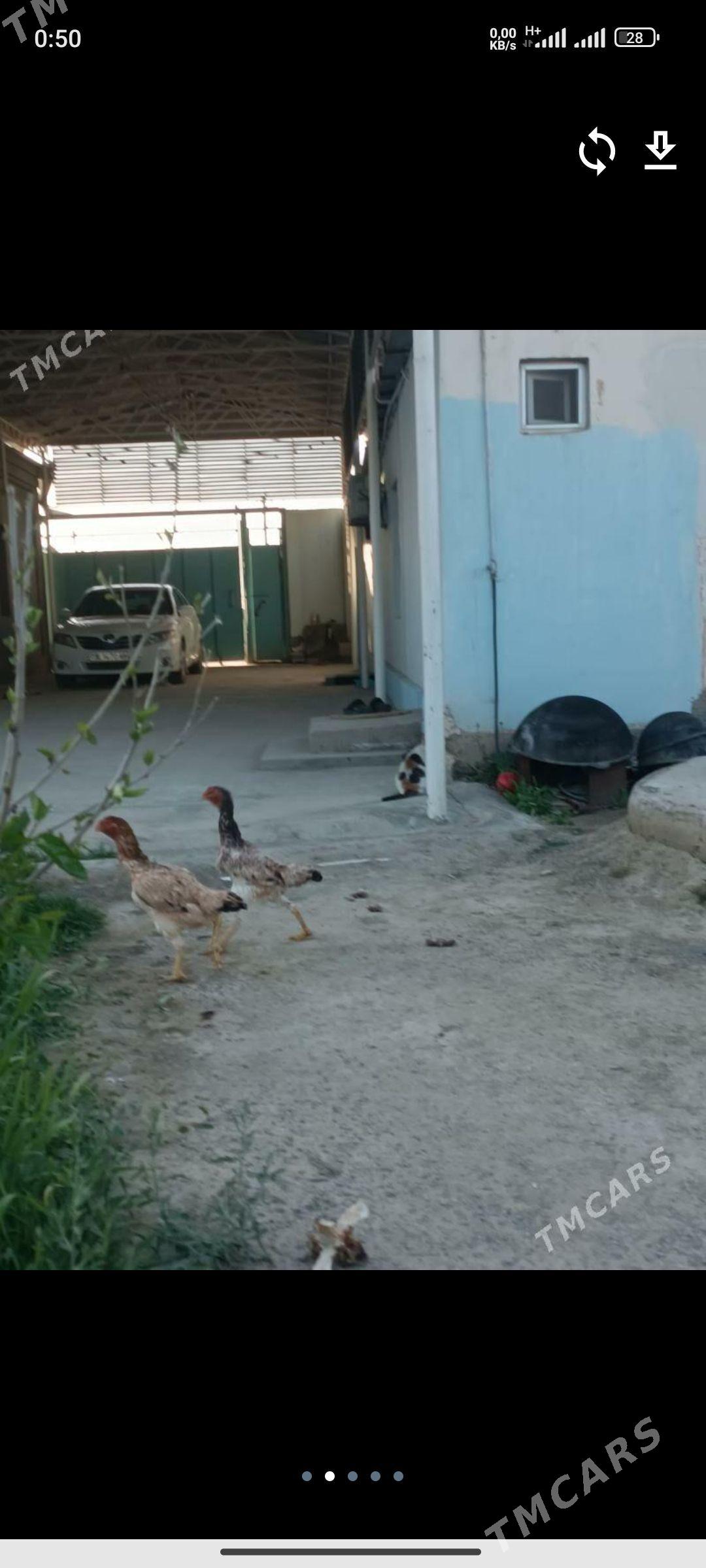 Taşkent towuk - Bäherden - img 1