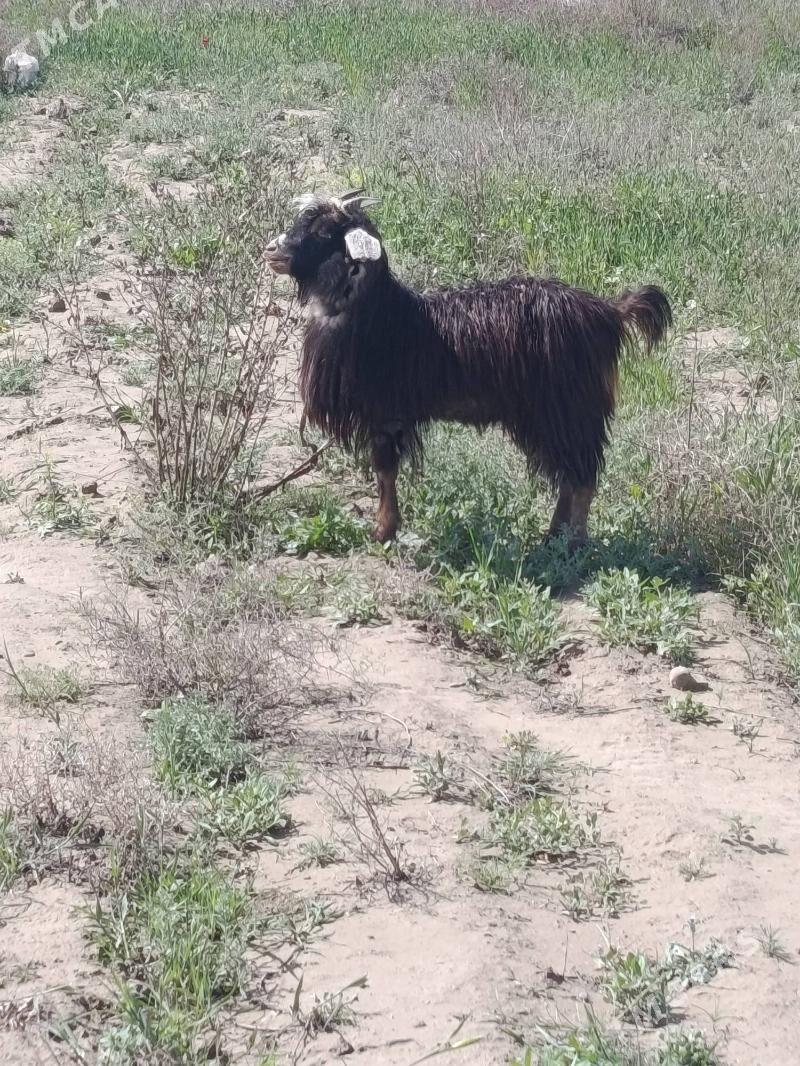 dog cykyp gelyan - Bäherden - img 1