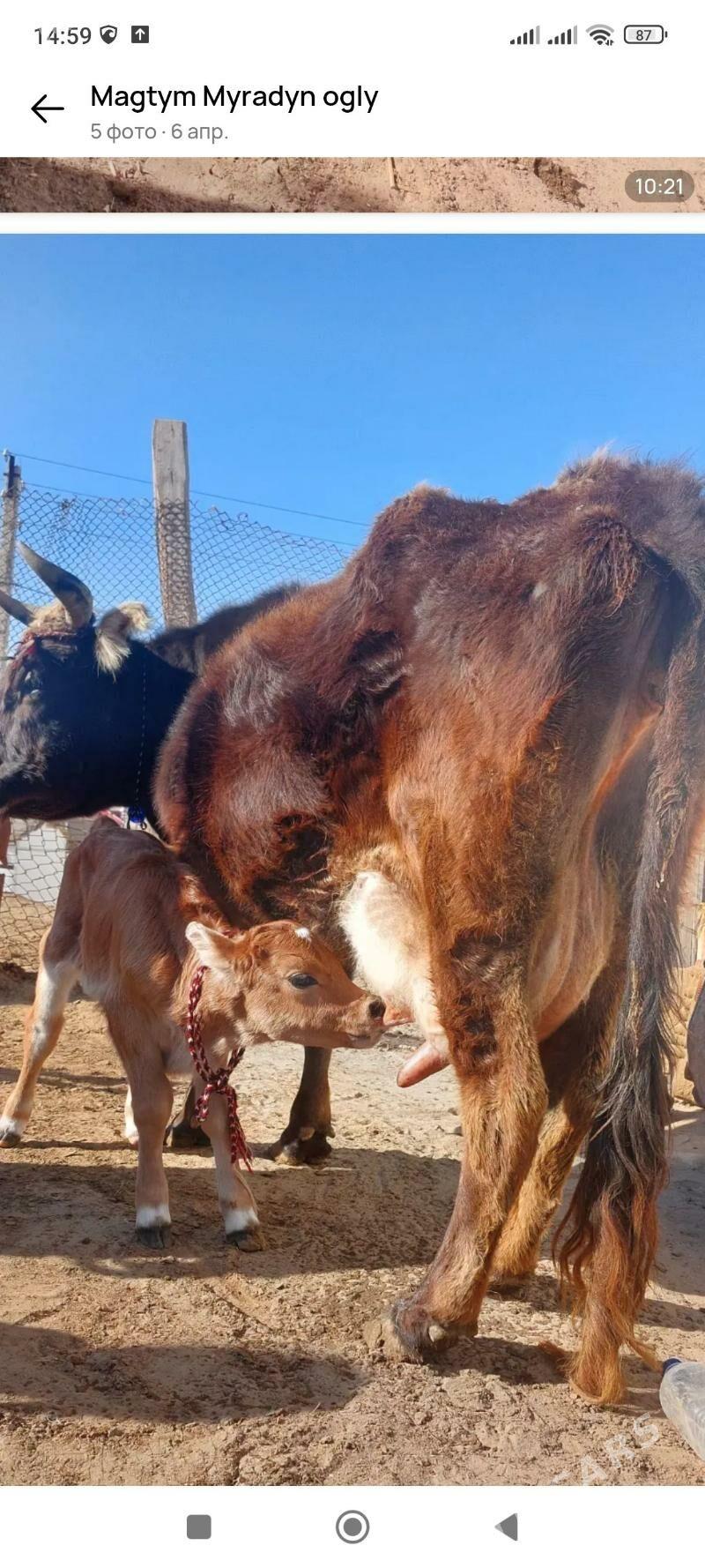 Goleli sygyr - Гызыларбат - img 1