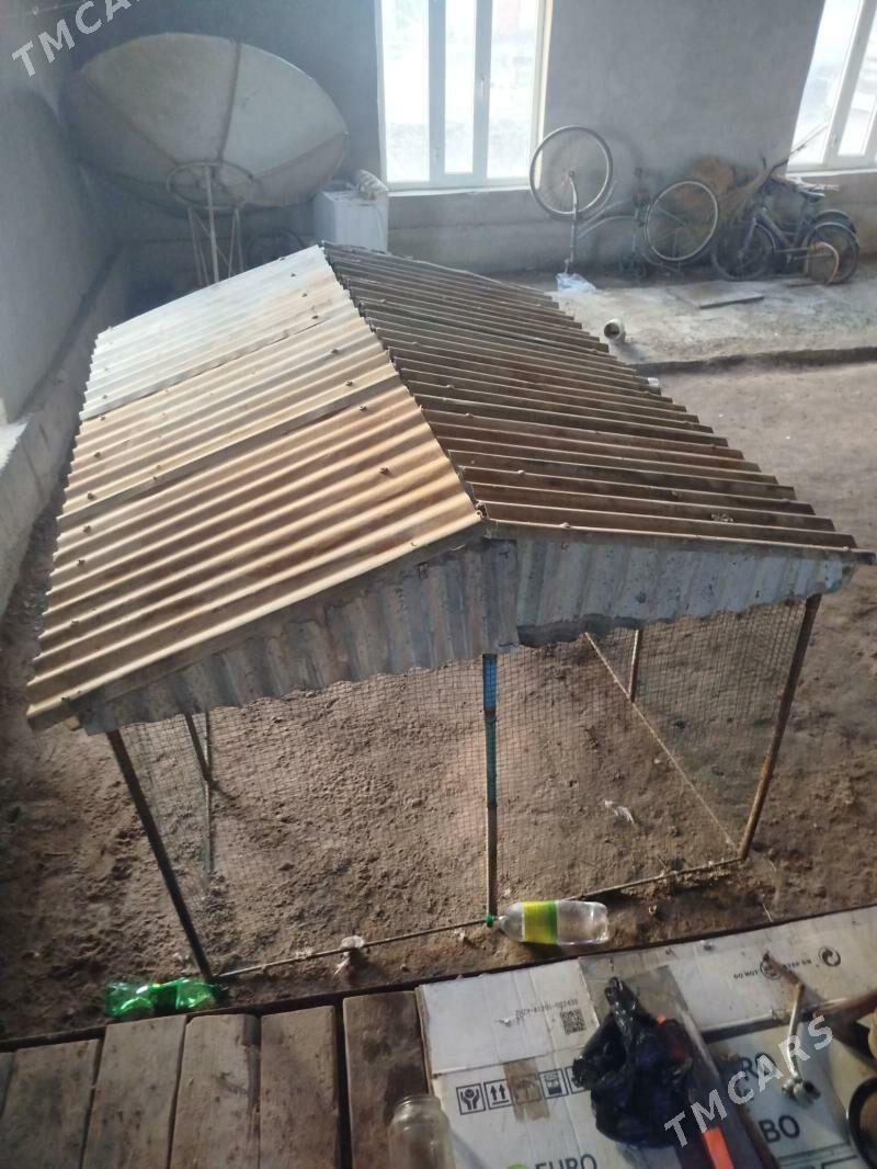 Juje ketek - Saýat - img 1