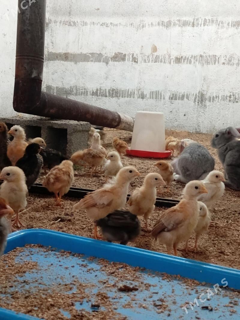 Yerli jujeler - Bedew - img 1