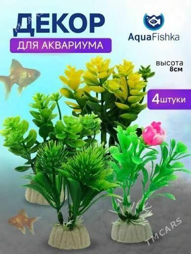 Аквариумные растения - Туркменабат - img 1