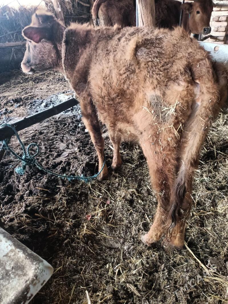 unajin - Чарджоу - img 1