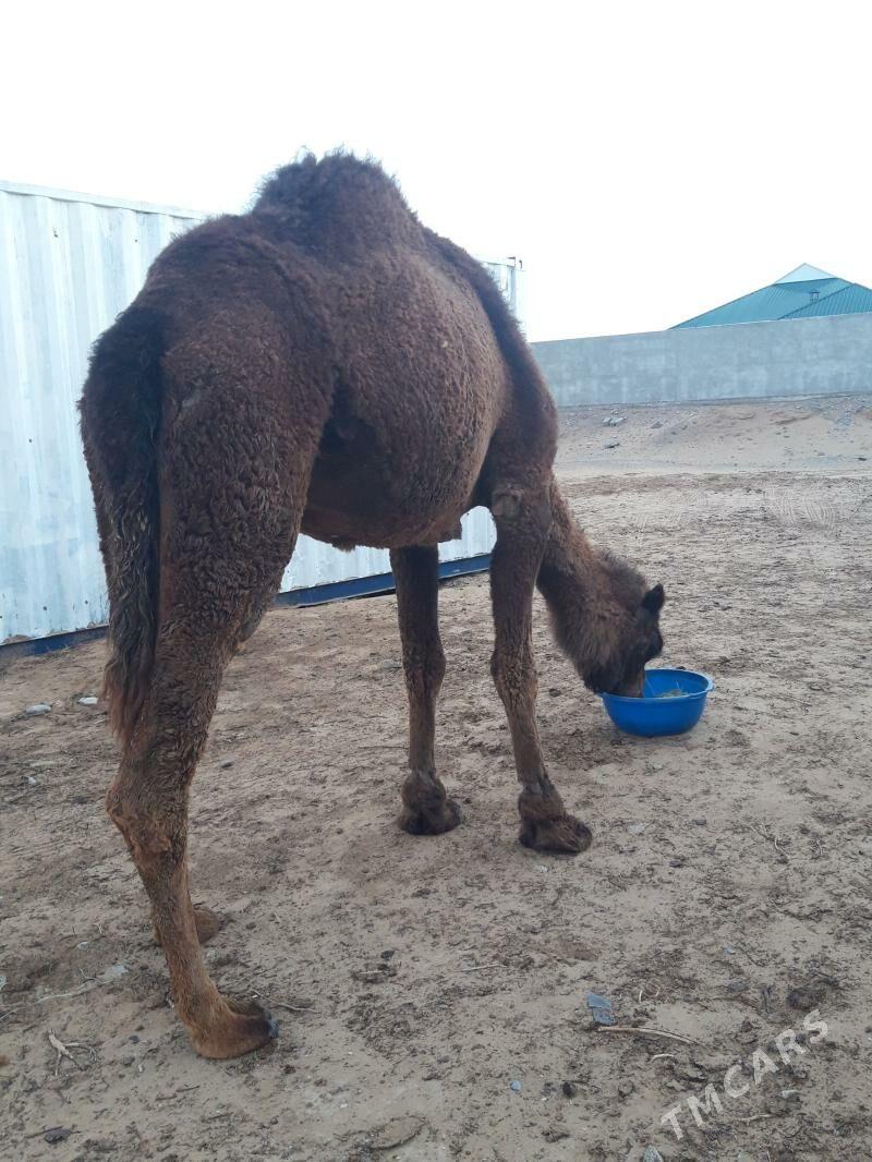 Köşekli düýe - Ашхабад - img 1