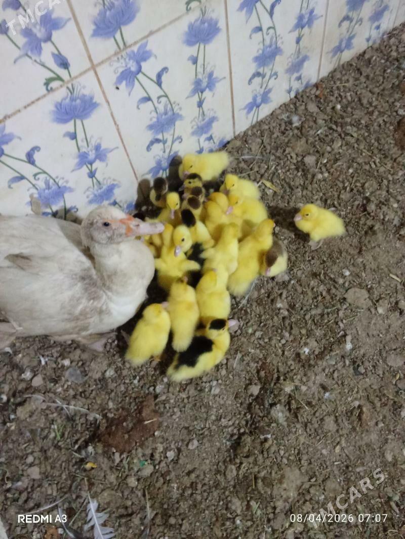 İndawutga ördek - Мары - img 1